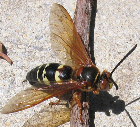 A male eastern cicada killer on a branch.