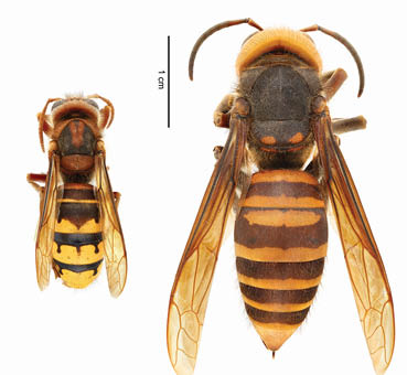 A European hornet next to a murder hornet with a 1cm rule for reference.