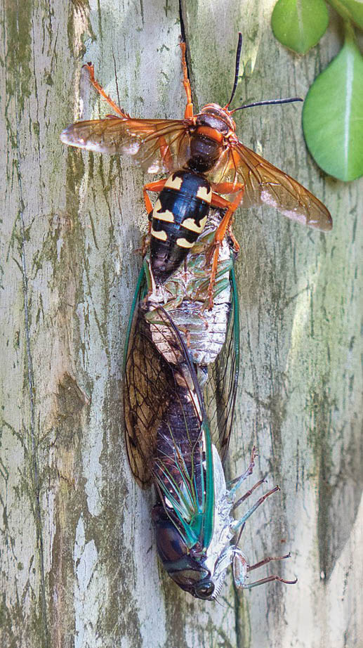 A female Cicada Killer carrying two cicadas larger than her up a tree.