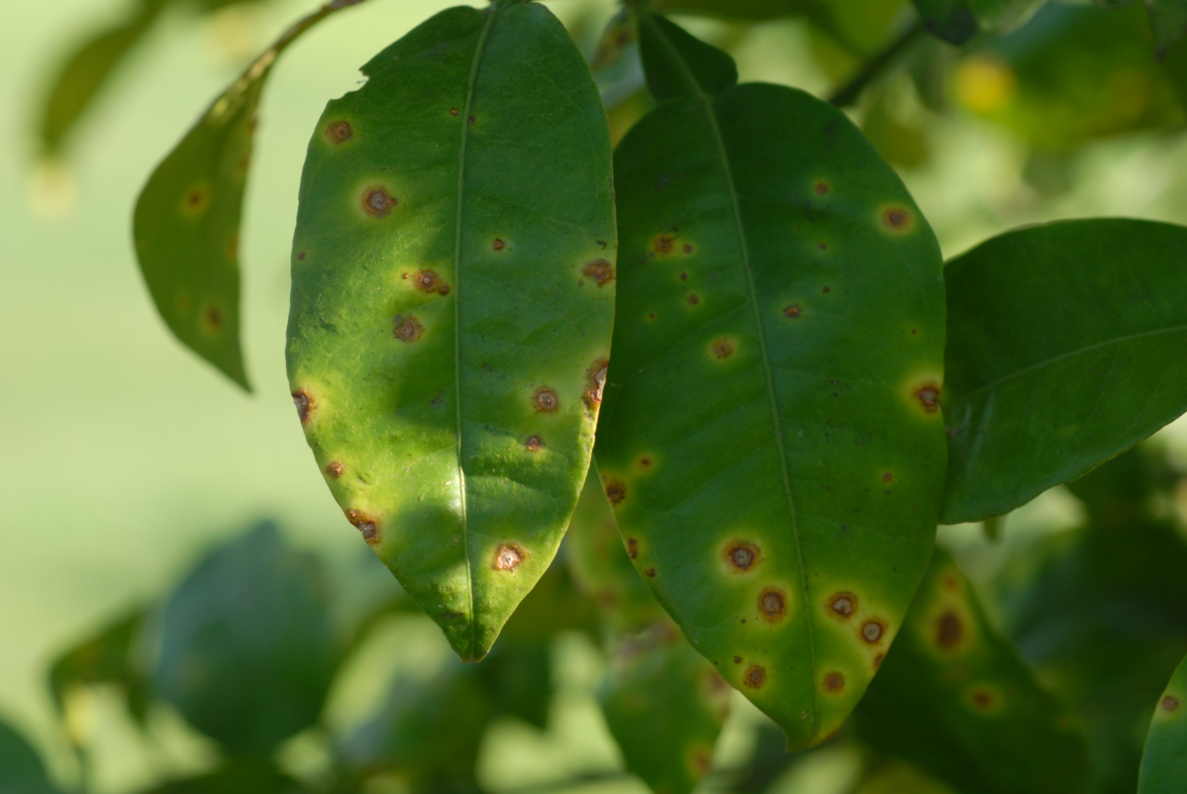 Citrus Canker