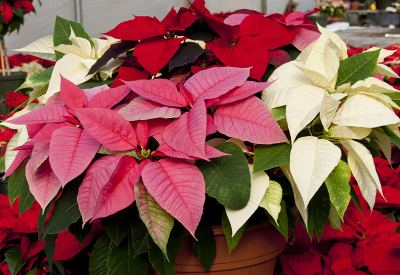 Poinsettia_800x550-1jpg