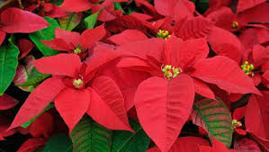 poinsettiajpg
