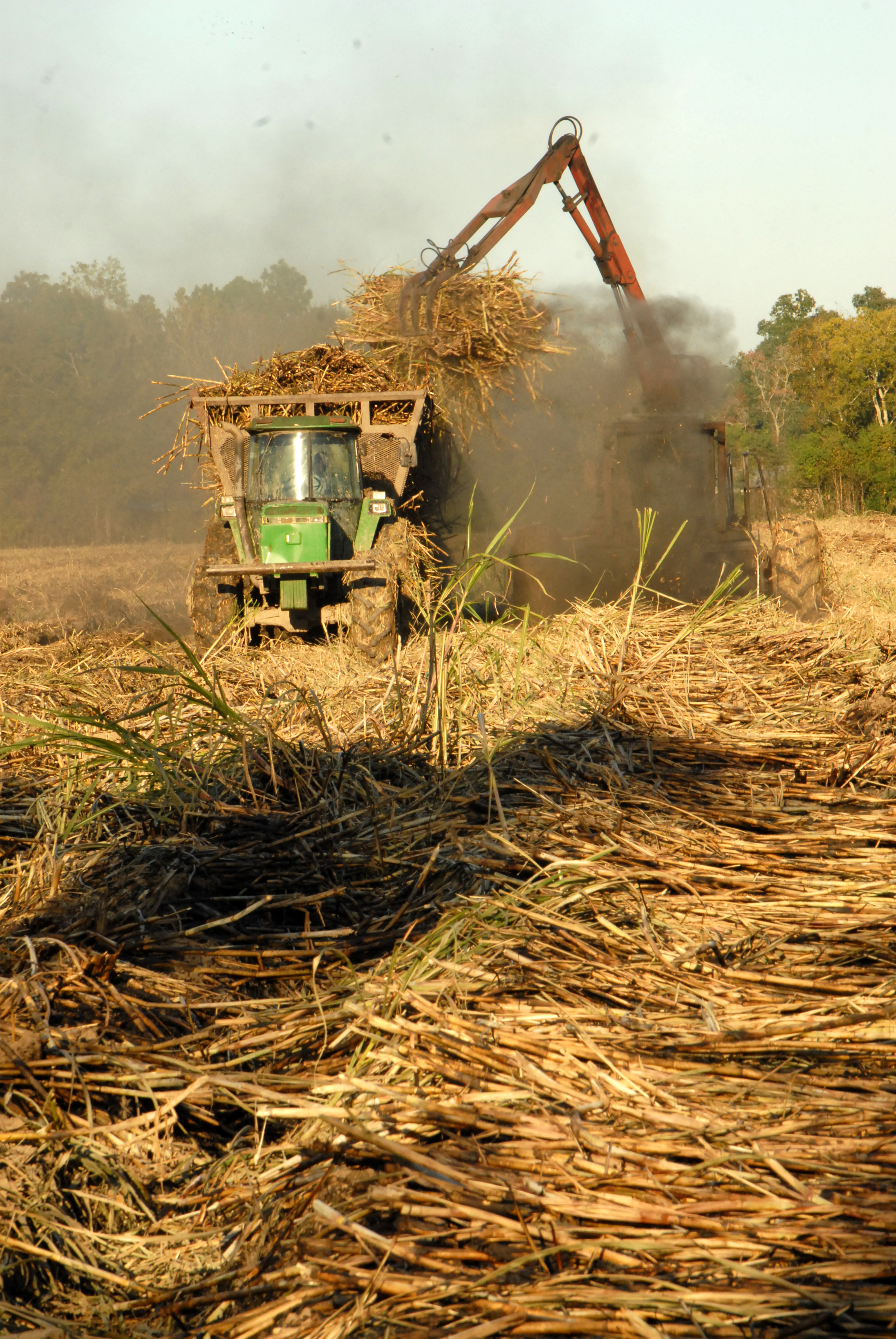 Sugarcane farmers find good harvest weather, improving prices