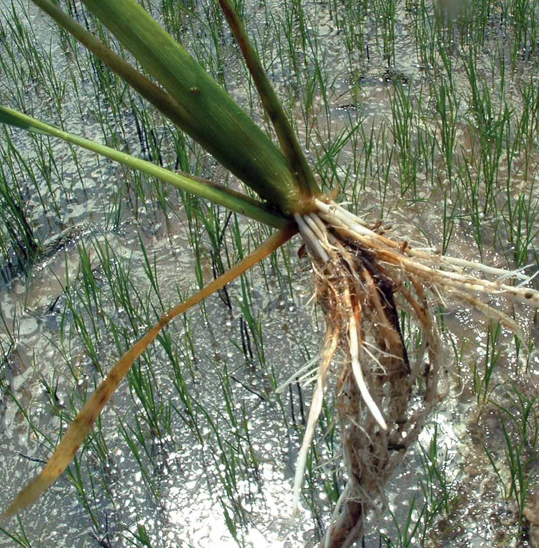 Roots of affected rice plants