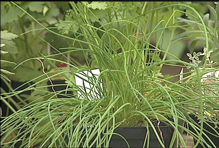You can plant hardy herbs year-round