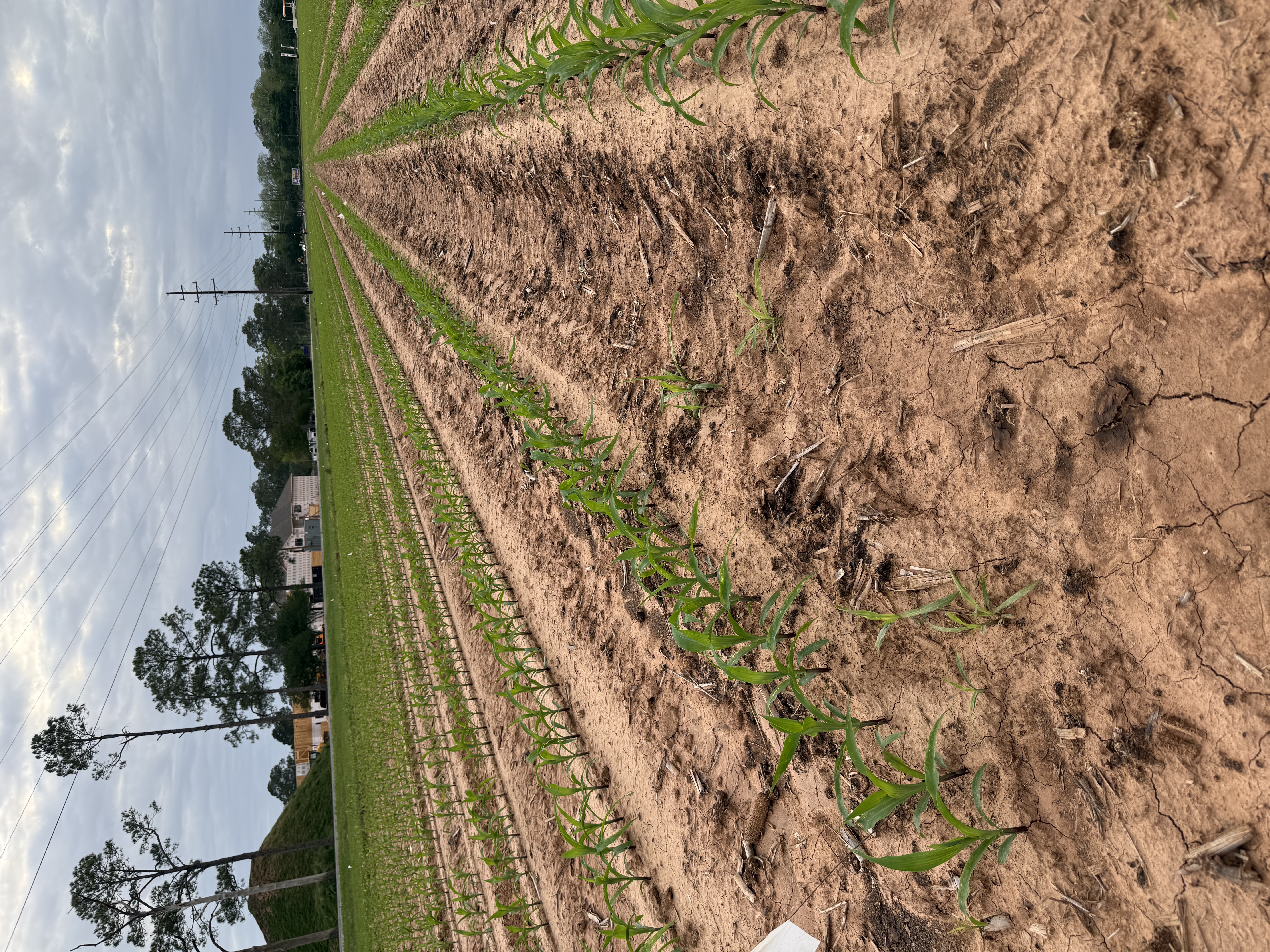 Rows of young corn plants growing in a field with power lines and buildings in the background under cloudy skies.