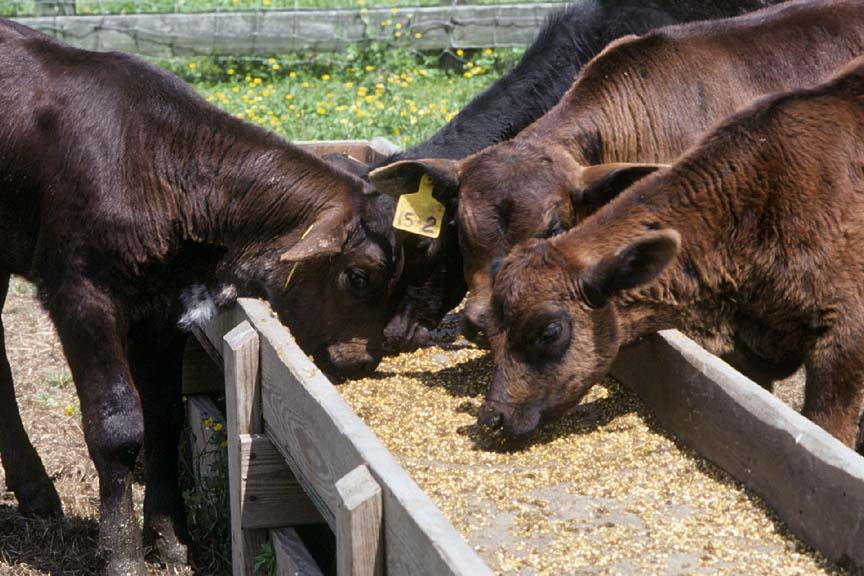 Cow Nutrition Affects Calf Health And Herd Productivity For Years