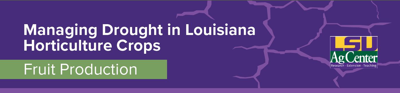 Decorative Banner: Managing Drought in Louisiana Horticulture Crops: Fruit Production