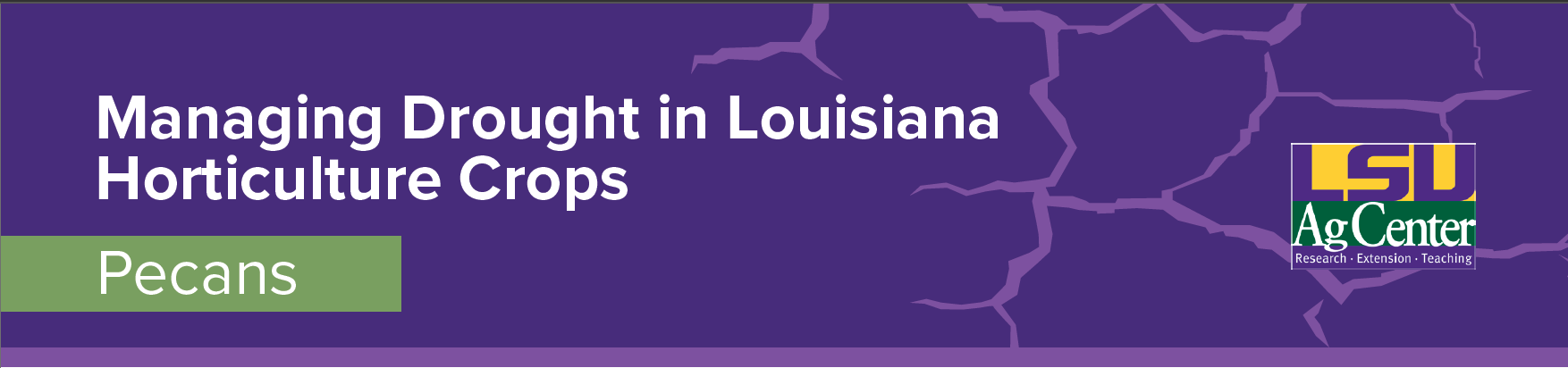 Decorative Banner: Managing Drought in Louisiana Horticulture Crops: Pecans