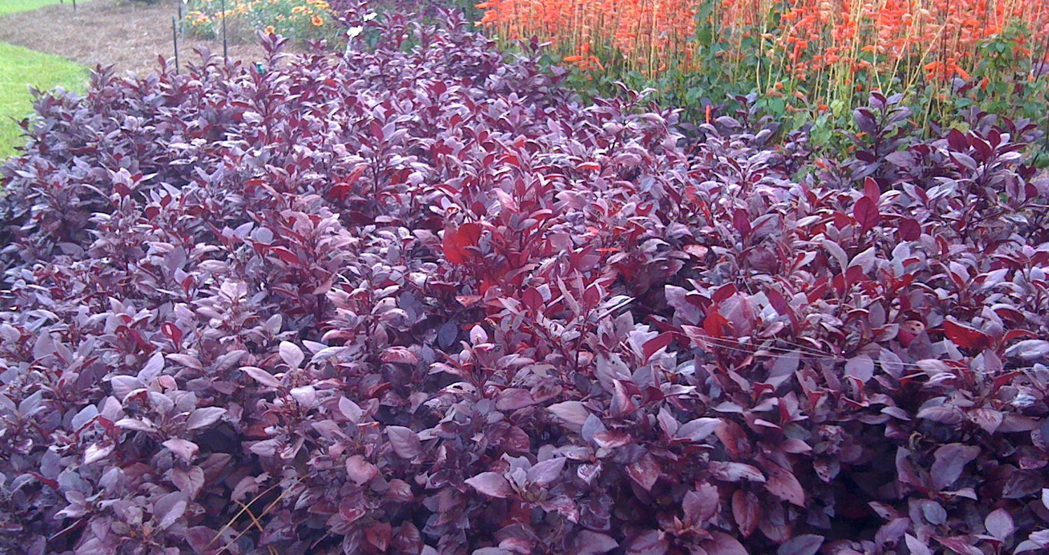 alternanthera2jpg