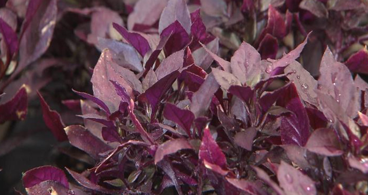 alternanthera3jpg