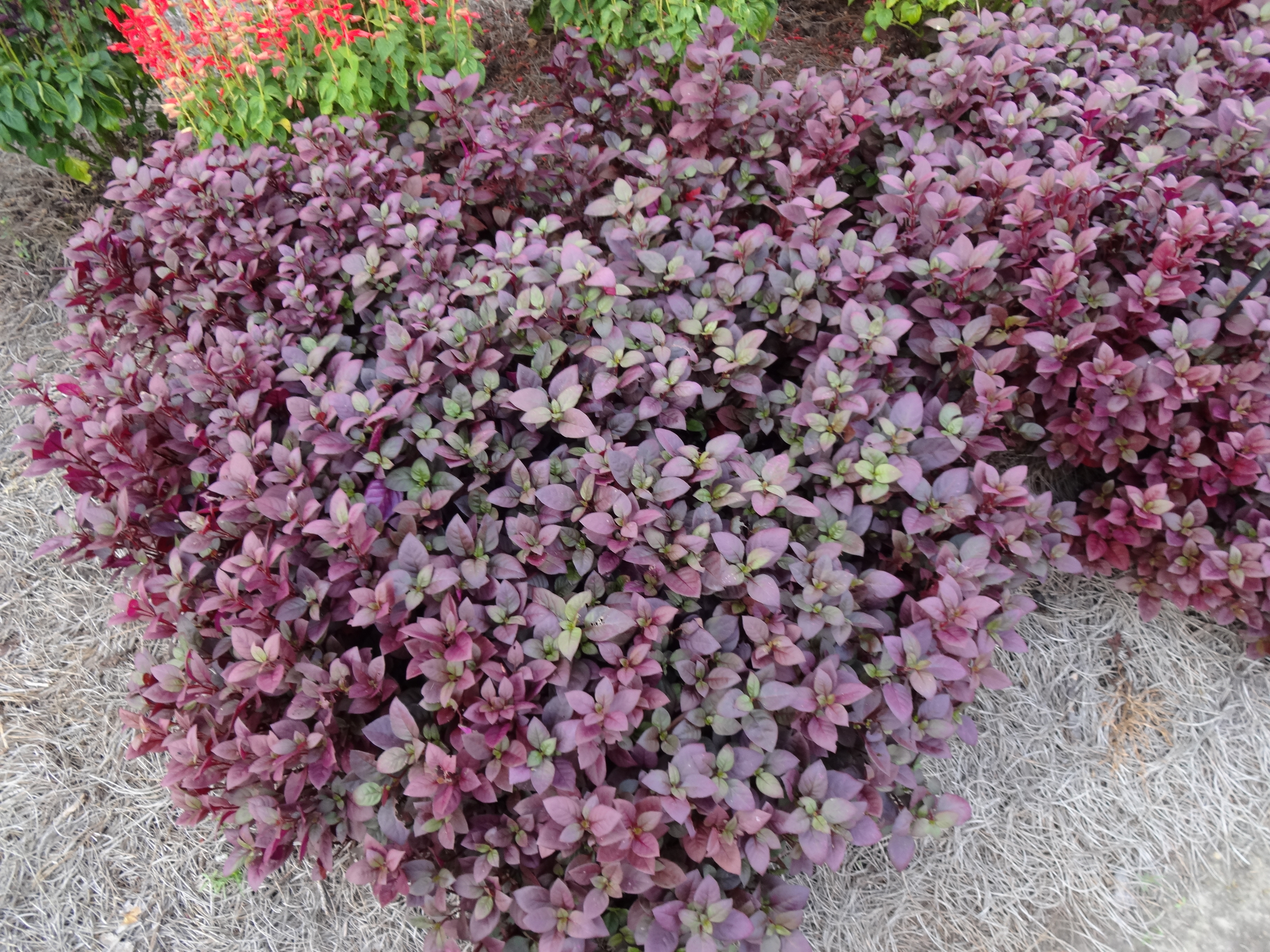 Little Ruby Alternanthera - Warm-Season Bedding Plant