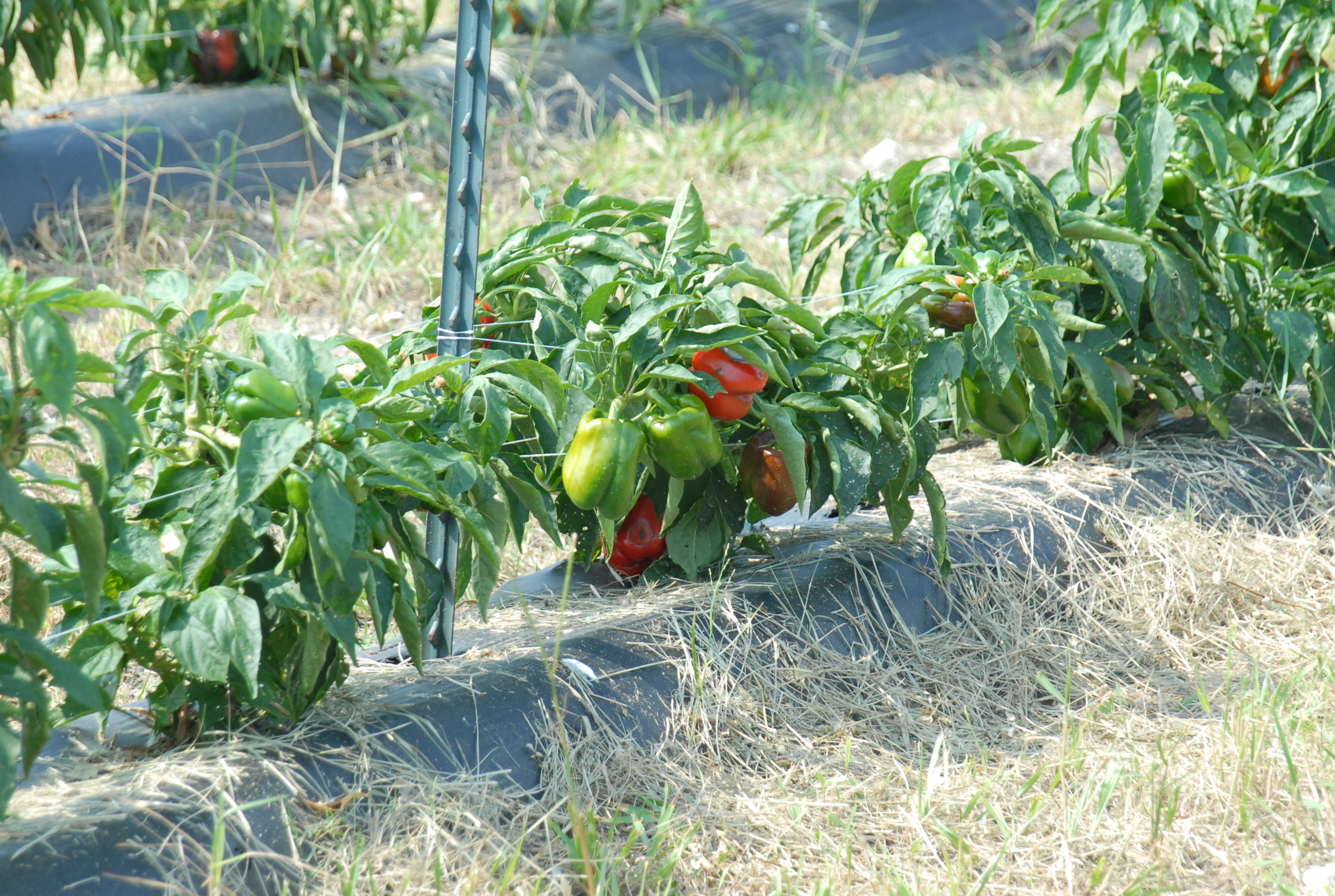 Harvesting summer vegetables