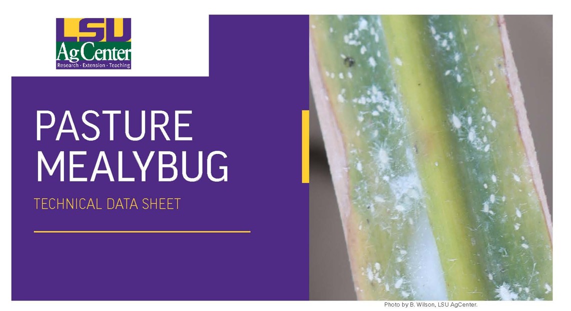 Pasture Mealybug Technical Data Sheet.