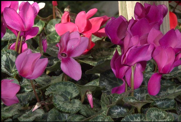 Cyclamen blooms through winter and spring