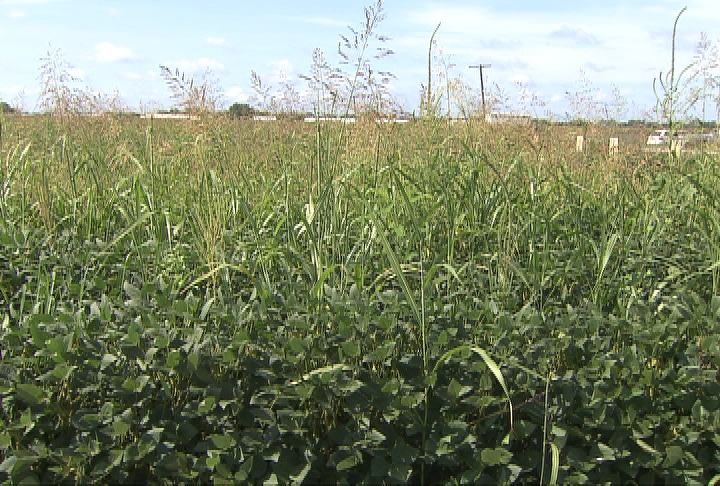 Crop research helping farmers overcome challenges