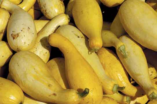 Squash