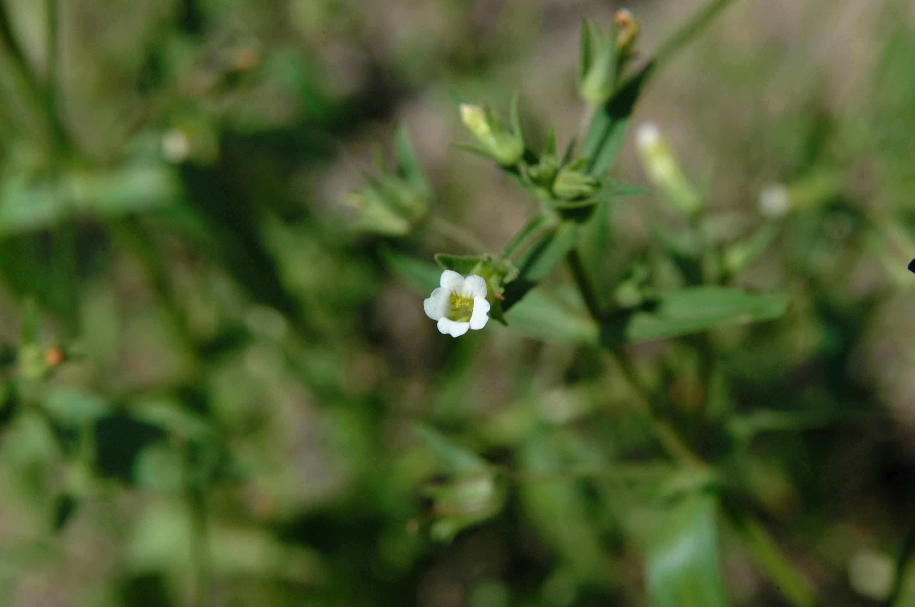 flower of Gratiola neglecta