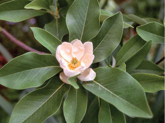 Evergreen sweetbay magnolia