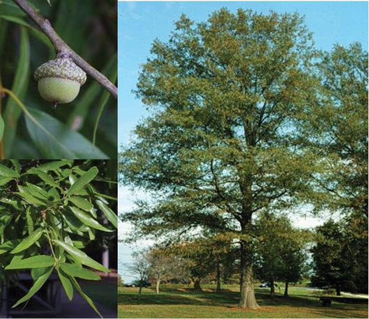 Willow oak