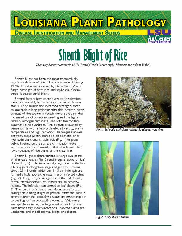 Shealth Blight of Rice