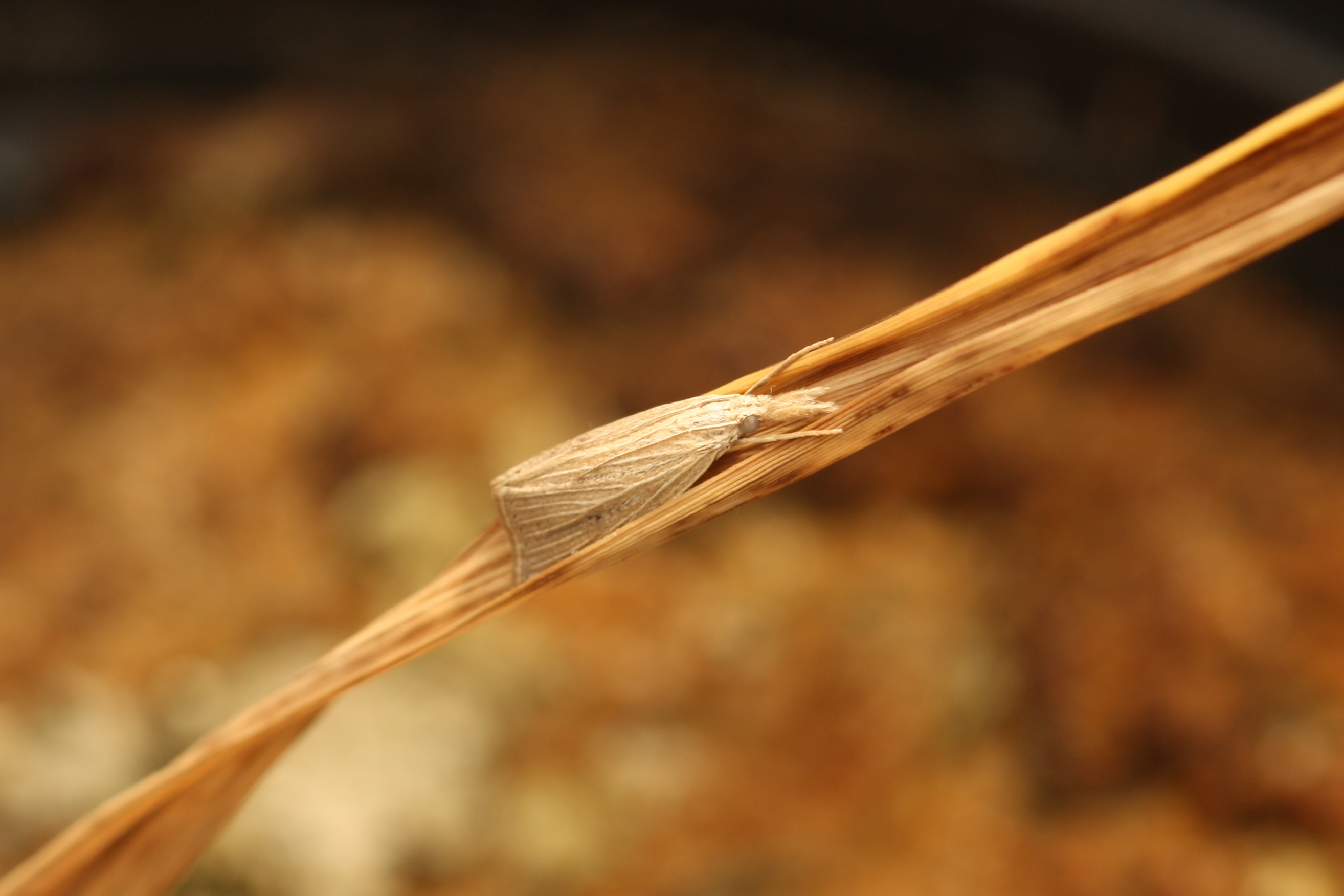 Mexican Rice Borer Moth
