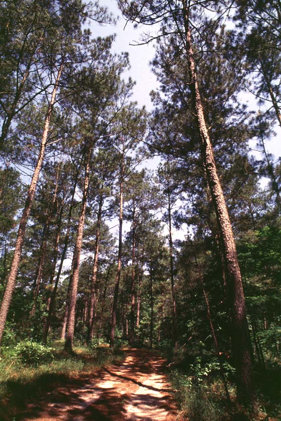 St. Helena Forestry Association Newsletter