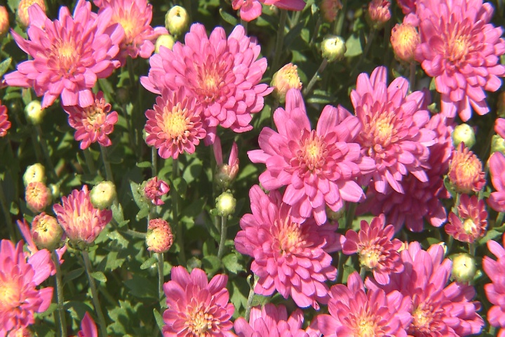 Garden mums are a symbol of fall