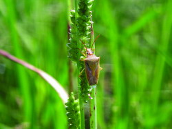 stink bug