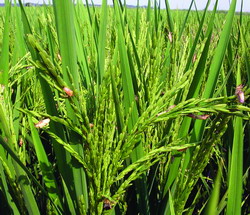 rice infestation