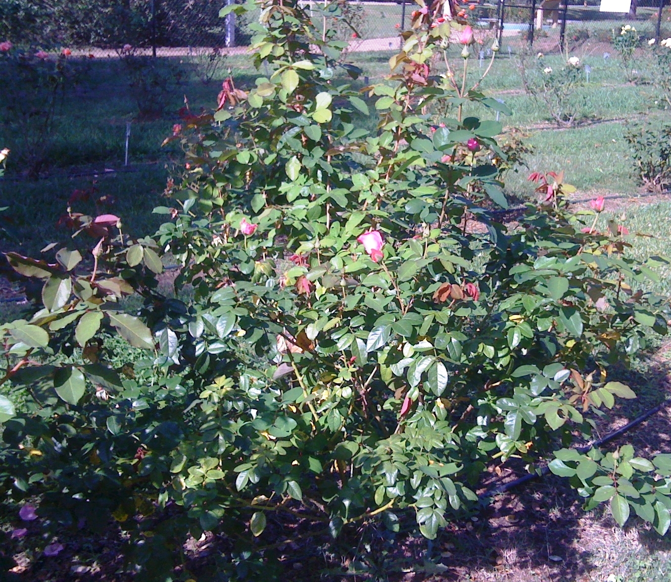Growing hybrid tea roses can be easy