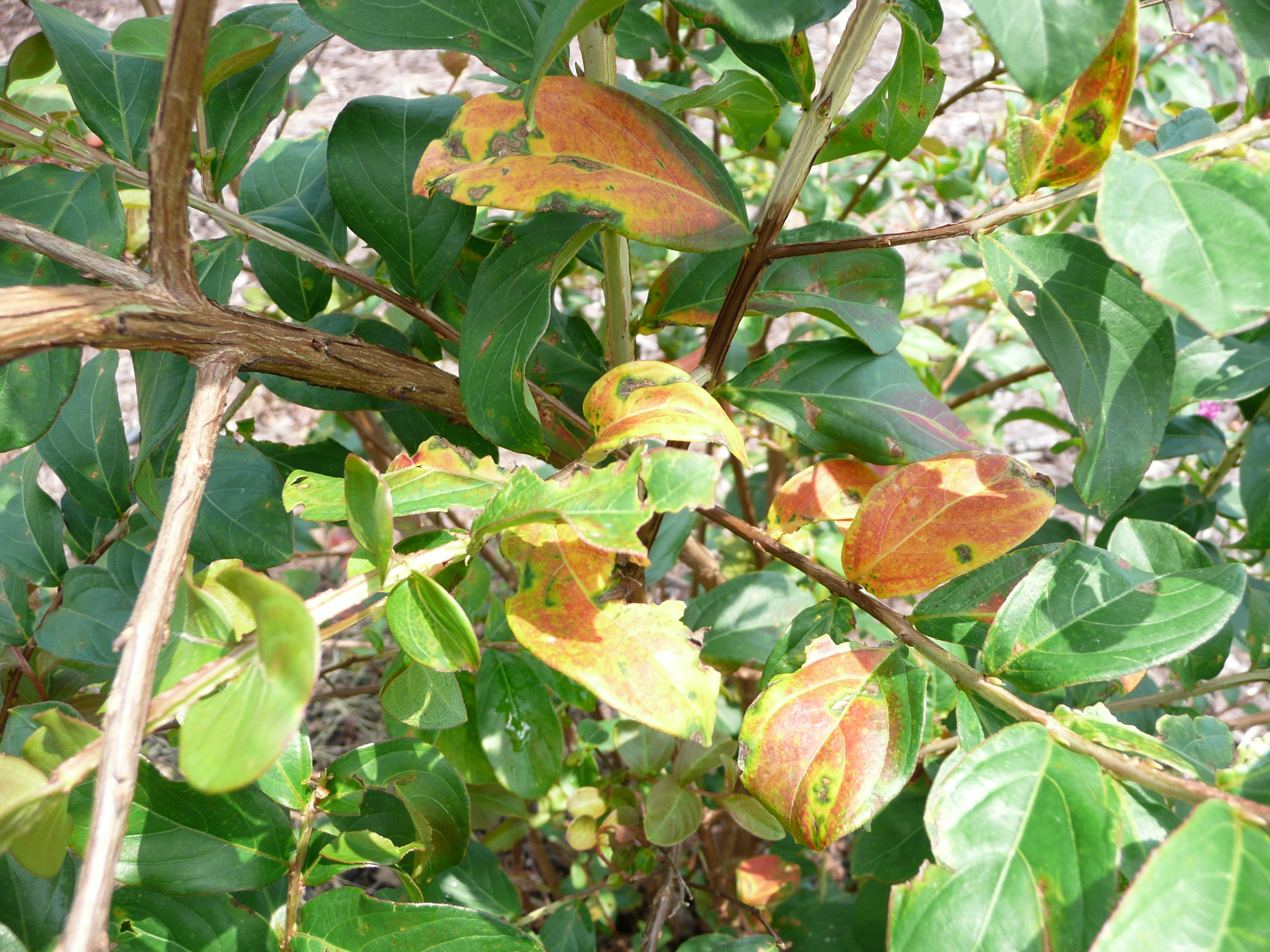 Cercospora leaf spot showing up on Louisiana crape myrtles