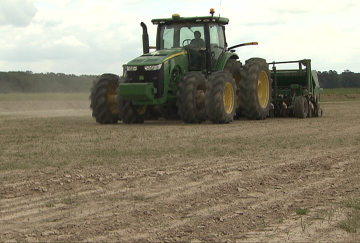 Rice acreage expected to be down this year