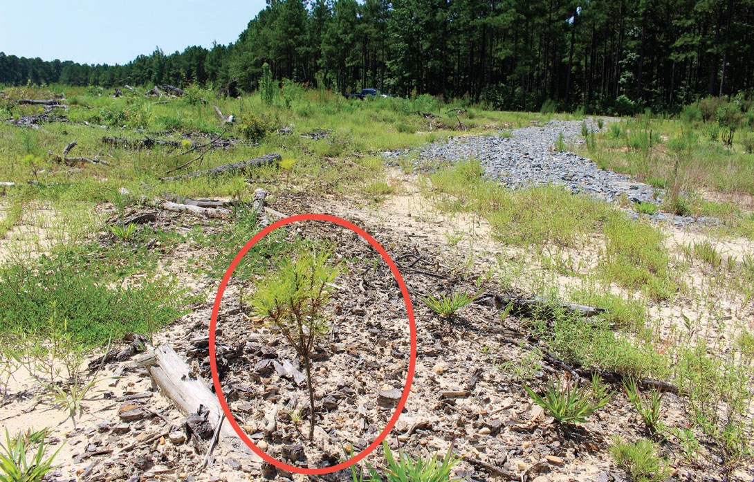 Conservation of Water Quality Through Forest Management