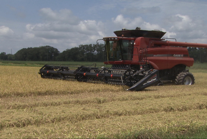 Yields mixed for rice harvest