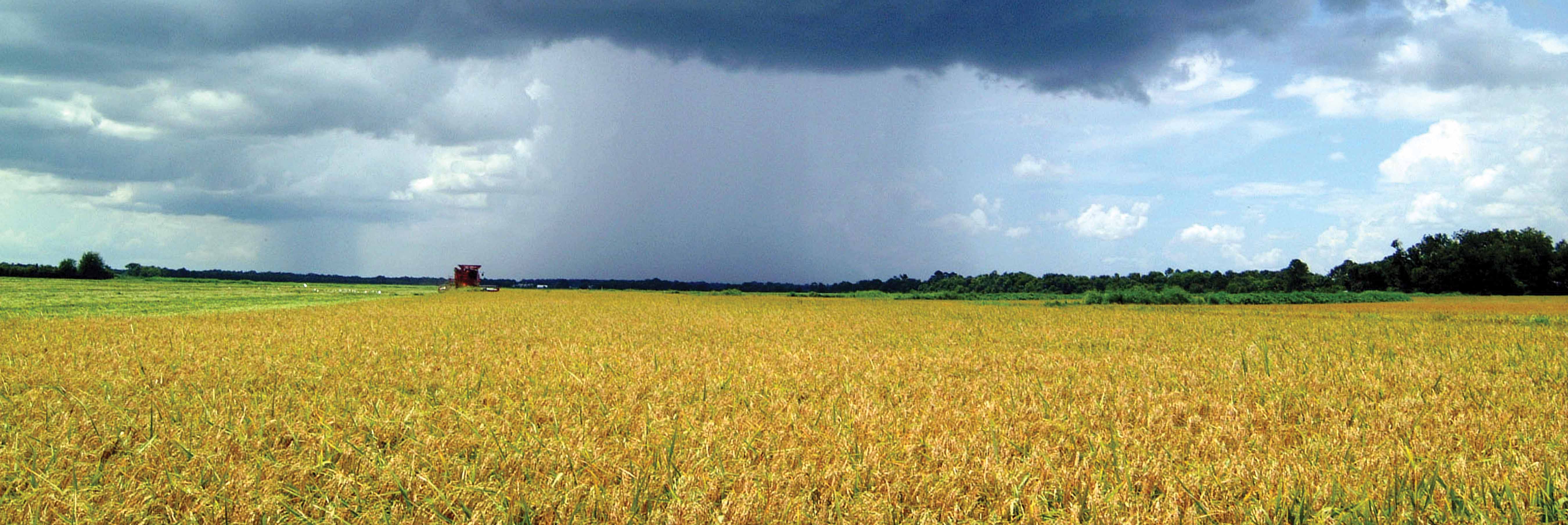 Thunderstorm