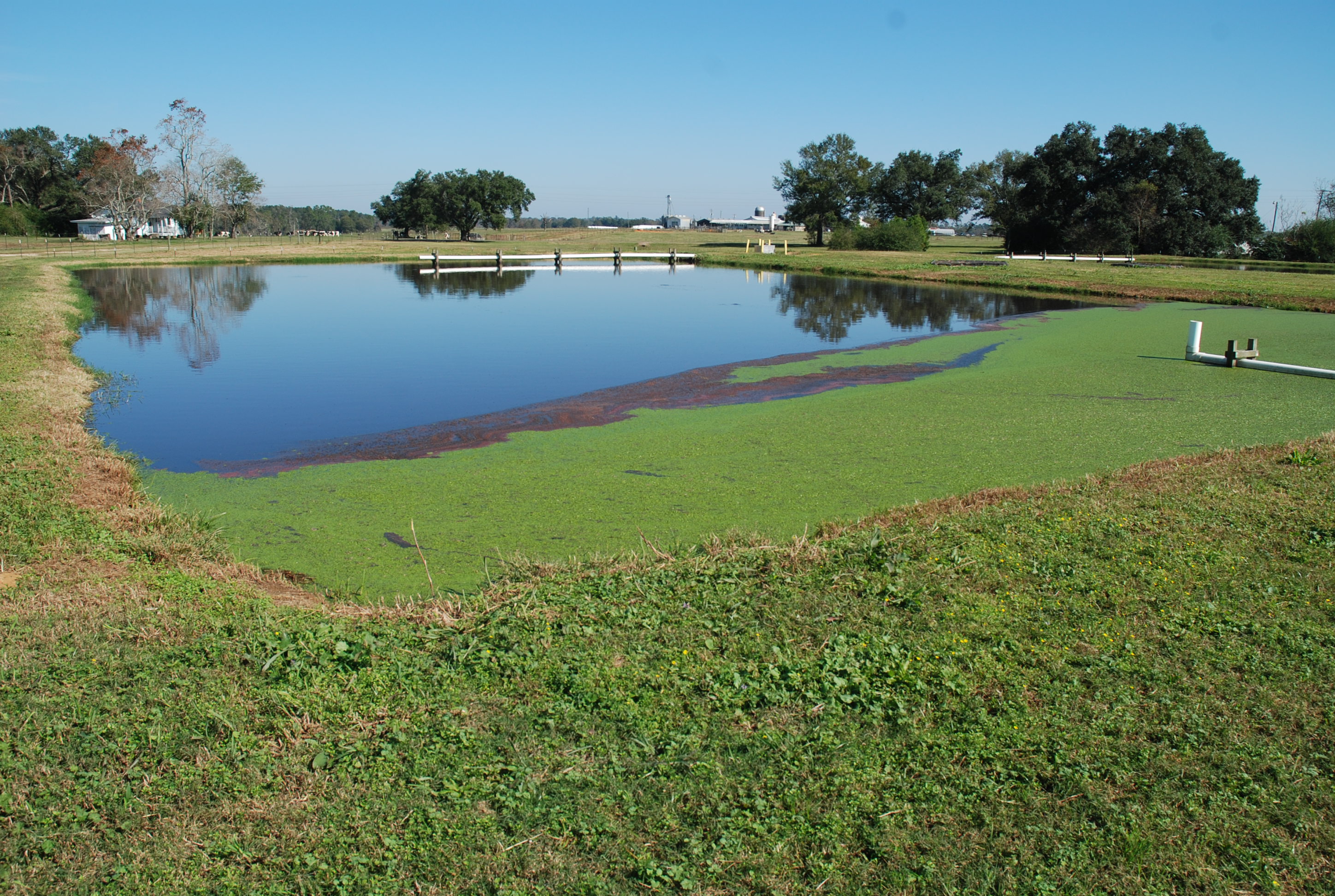 dairy lagoon