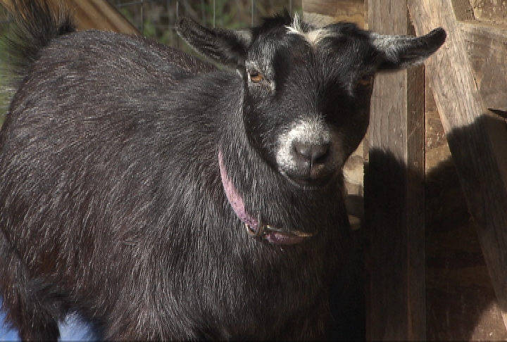 4-H'er helps grow goat category at livestock show