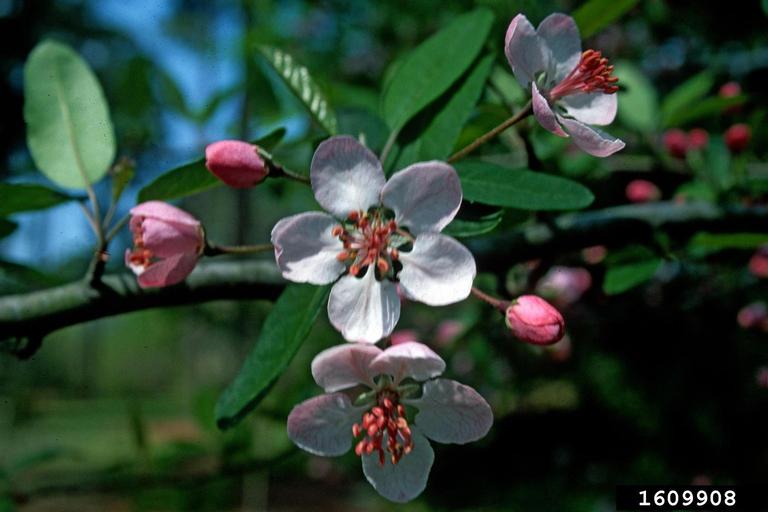 Native Hawthorns and Crabapples Provide Fruit and Spring Flowers
