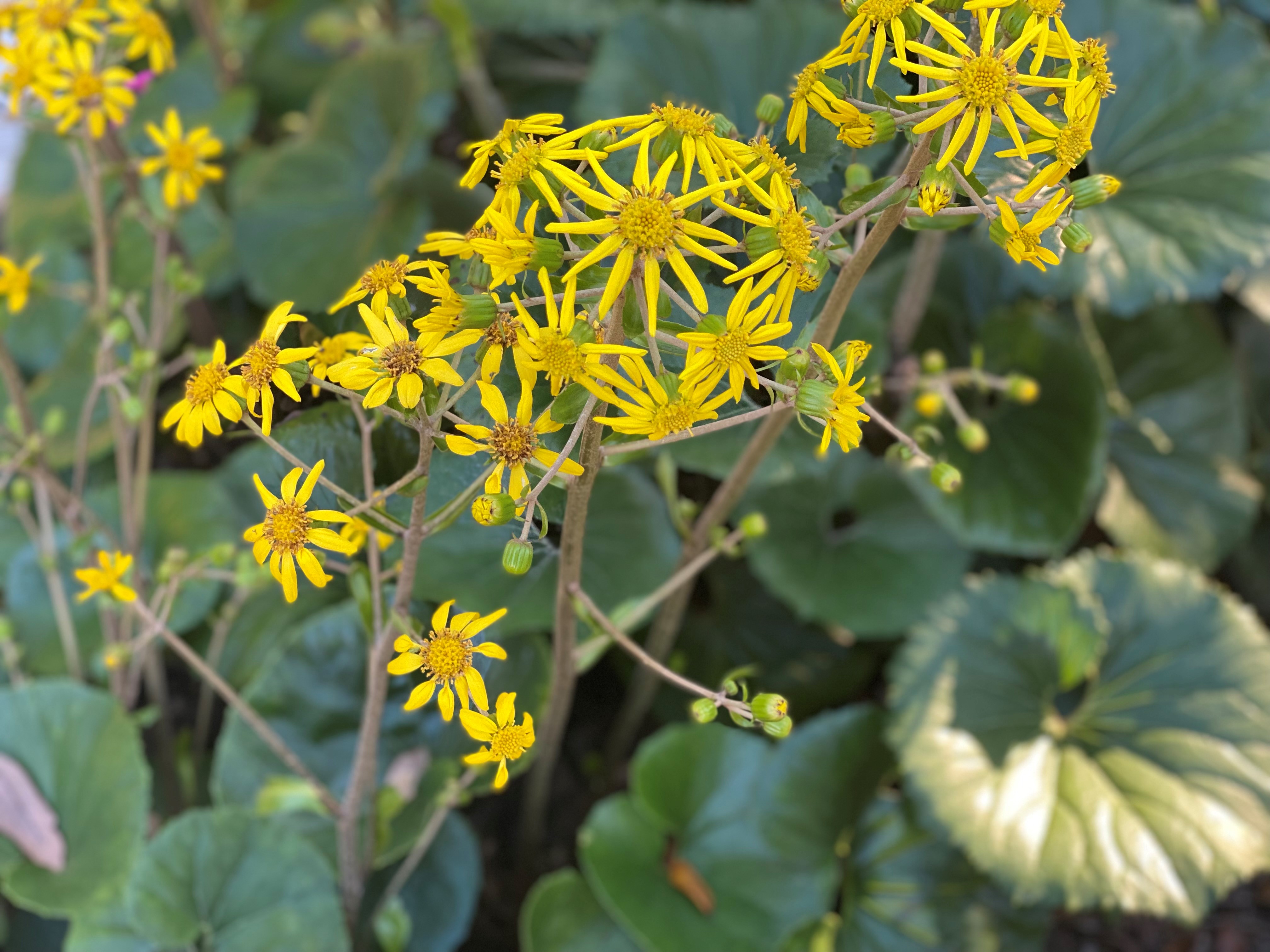 Tractor seat plant brings color to fall, winter landscapes