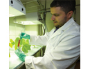 Battling Disease in Louisiana Crops