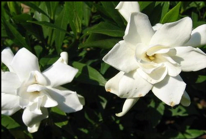 Frostproof gardenias are sweet-smelling La. Super Plants