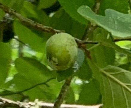 7.25_fig_1_mexican_plum.jpg thumbnail