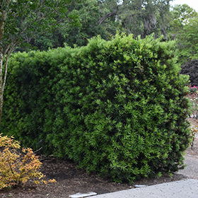 Roots, Shoots, Fruits & Flowers: Mexican Plum, Young Hawk, Deer Damage, and Evergreen Shrub