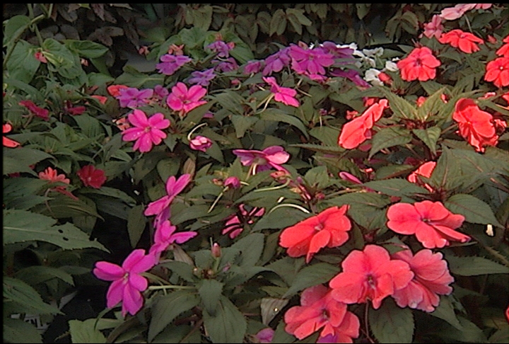 New sun patiens can withstand summer heat