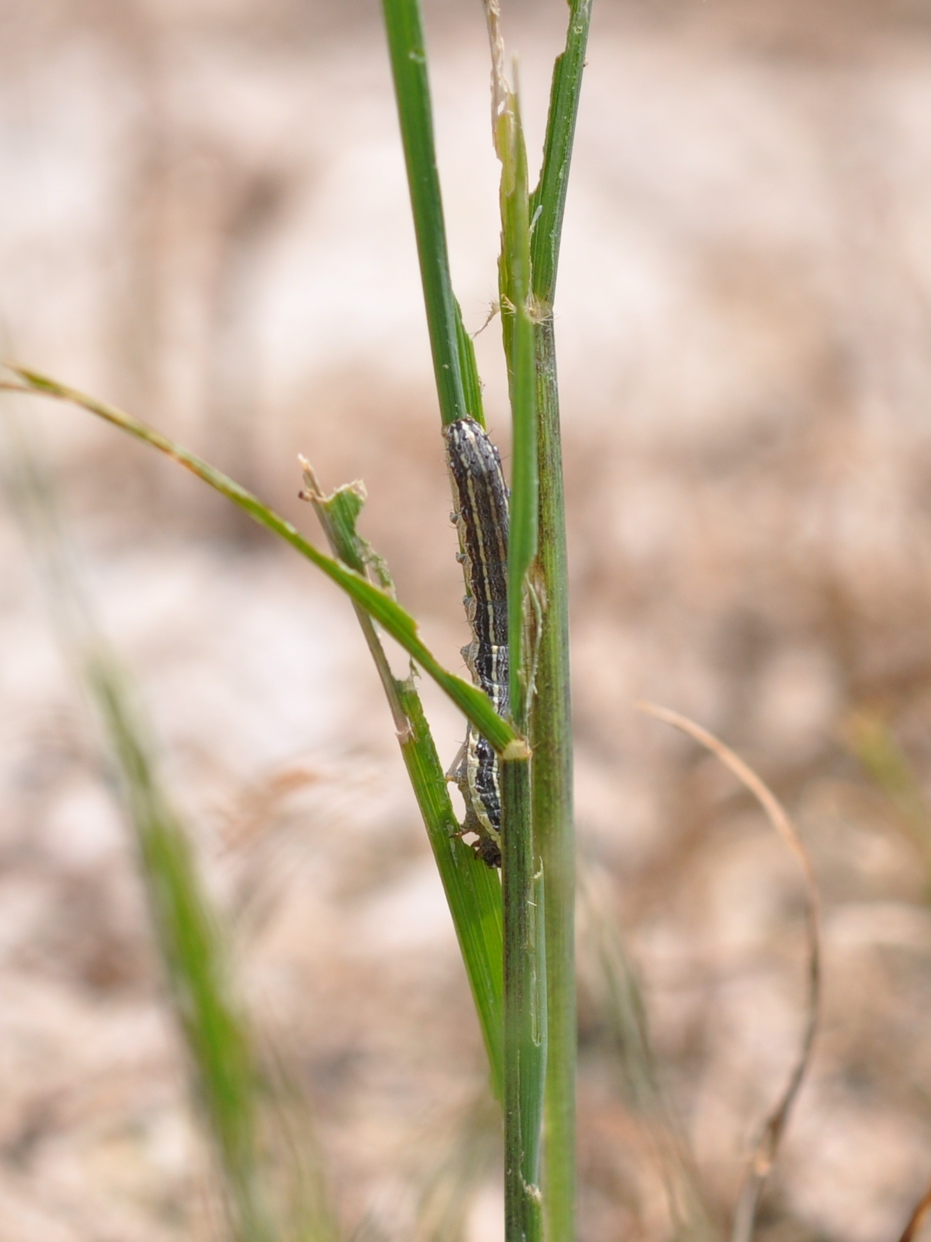 Fall Armyworm Larva 4