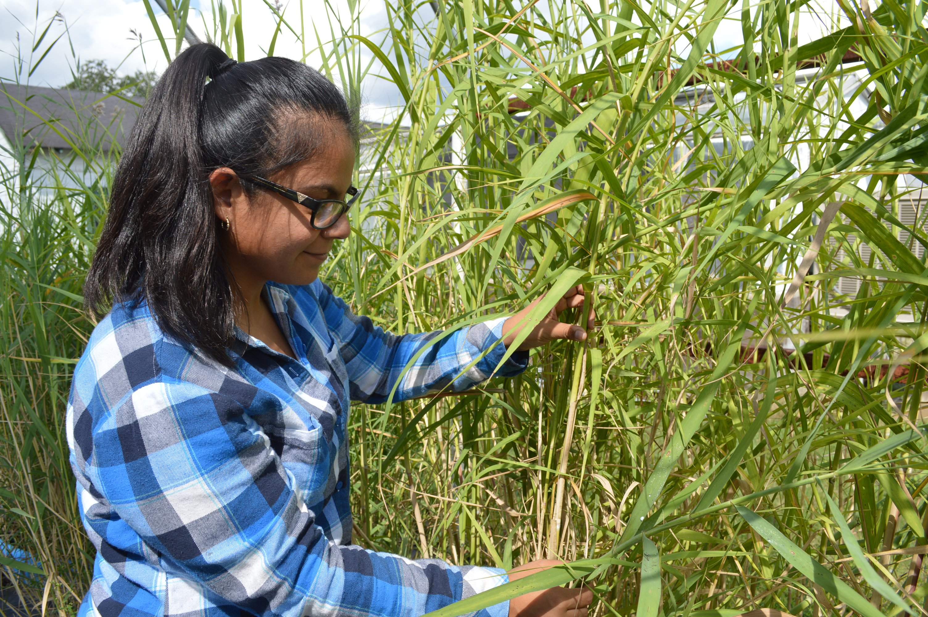 LSU AgCenter researchers conduct plant host study on Roseau cane scale 