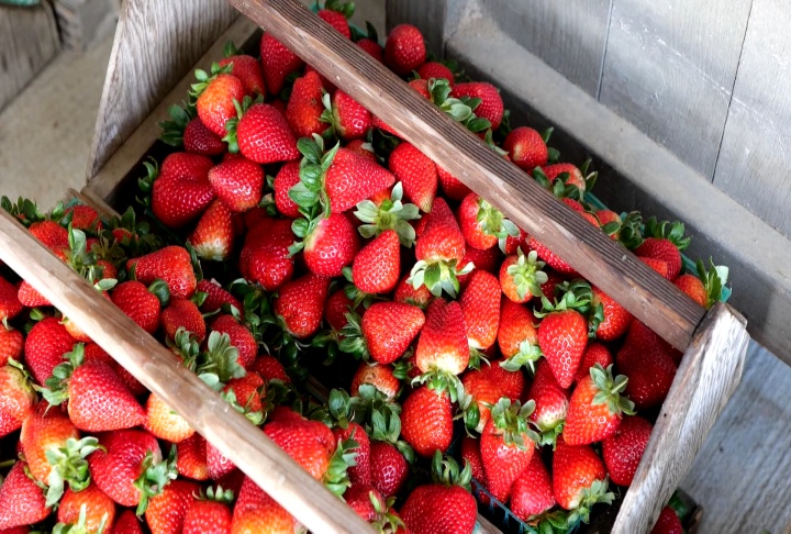 Strawberries ripe and ready for the taking