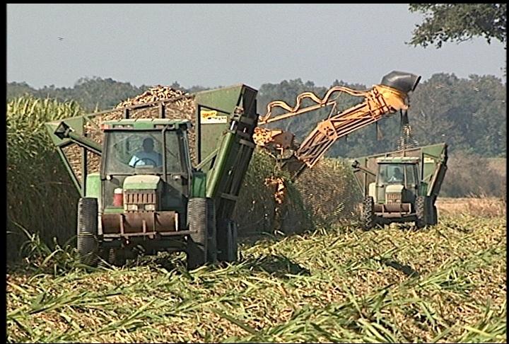 Ideal weather helps sugarcane harvest