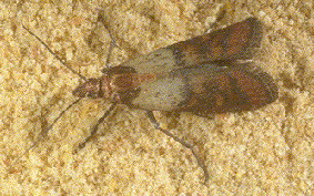 grain moth